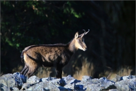 <p>KAMZÍK HORSKÝ (Rupicapra rupicapra) Lužické hory, Studenec ---- /Chamois - Gämse/</p>
